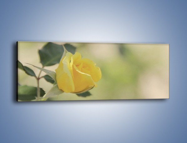 Obraz na płótnie – Cytryna odbita w róży – jednoczęściowy panoramiczny K347