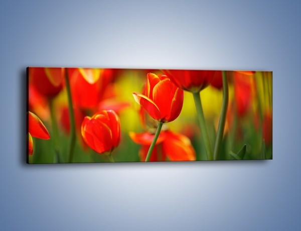 Obraz na płótnie – Wyraźny charakter tulipanów – jednoczęściowy panoramiczny K349