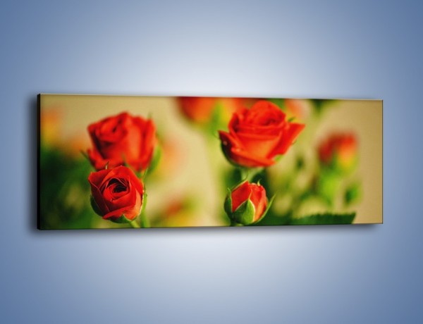 Obraz na płótnie – Po prostu róża – jednoczęściowy panoramiczny K358
