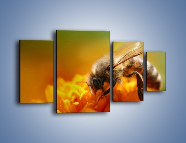 Obraz na płótnie – Pszczoła zbierająca nektar – czteroczęściowy Z002W4