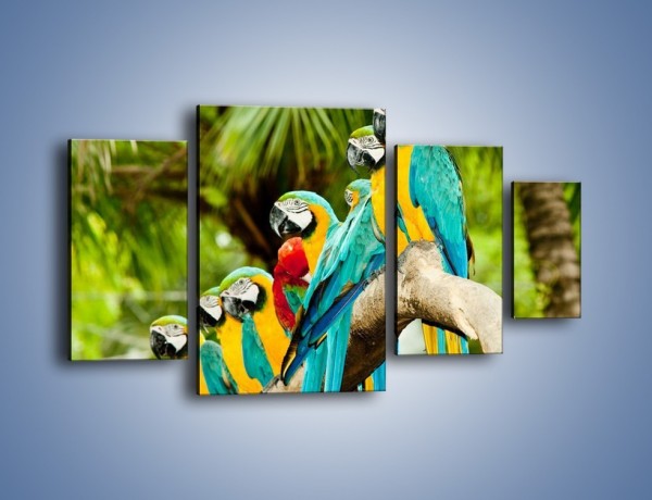 Obraz na płótnie – Kolorowe papugi w szeregu – czteroczęściowy Z029W4