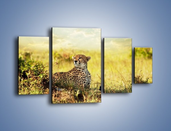 Obraz na płótnie – Relaks z gepardem w cieniu – czteroczęściowy Z040W4