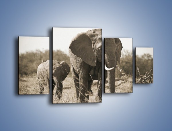 Obraz na płótnie – Wędrówki słoni przez sawannę – czteroczęściowy Z081W4