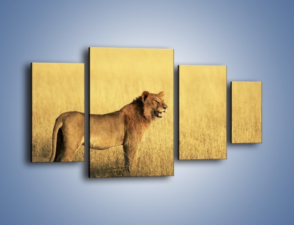 Obraz na płótnie – Czujny wzrok lwicy – czteroczęściowy Z091W4