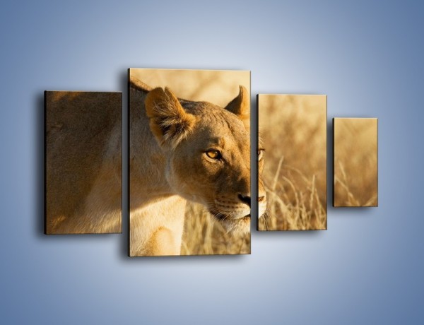 Obraz na płótnie – Polowanie z lwicą – czteroczęściowy Z132W4