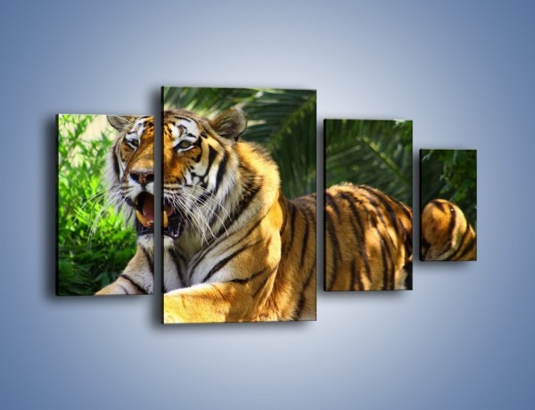 Obraz na płótnie – Cała duma tygrysa – czteroczęściowy Z199W4