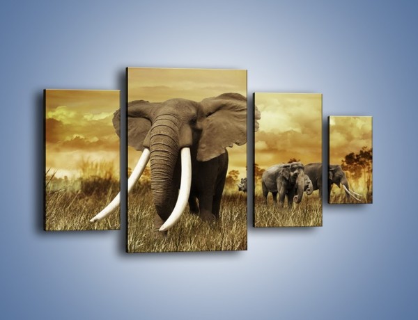 Obraz na płótnie – Drogocenne kły słonia – czteroczęściowy Z214W4