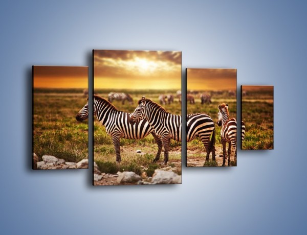 Obraz na płótnie – Zebra w dwóch kolorach – czteroczęściowy Z221W4