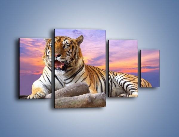 Obraz na płótnie – Tygrys o zachodzie słońca – czteroczęściowy Z246W4