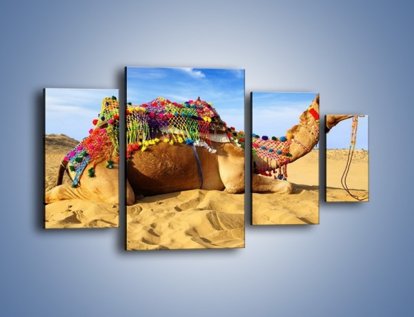 Obraz na płótnie – Wystrojony wielbłąd na pustyni – czteroczęściowy Z266W4