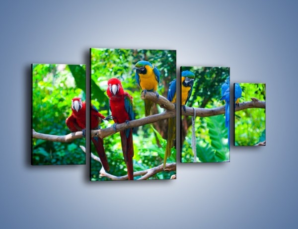 Obraz na płótnie – Obrażona koleżanka w gronie papug – czteroczęściowy Z269W4