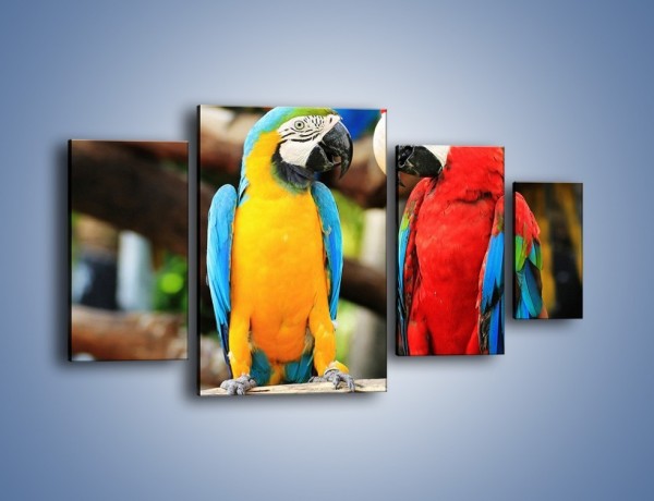 Obraz na płótnie – Ploty papuzie – czteroczęściowy Z276W4