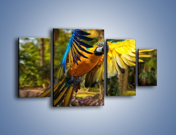 Obraz na płótnie – Rozłożone barwne skrzydła papugi – czteroczęściowy Z281W4