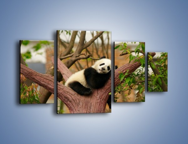Obraz na płótnie – Sen pandy na drzewie – czteroczęściowy Z286W4