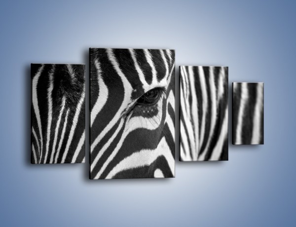 Obraz na płótnie – Zebra z bliska – czteroczęściowy Z301W4