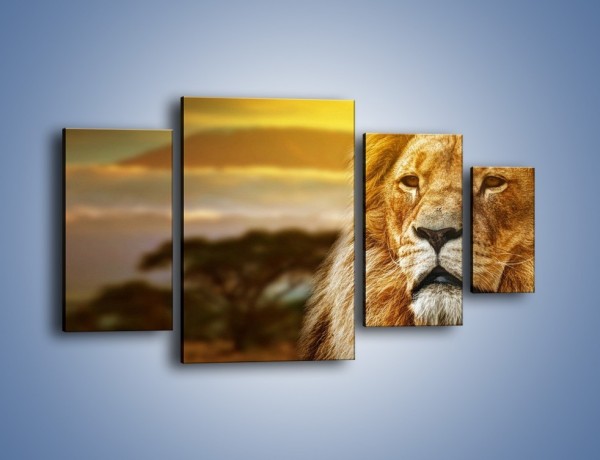 Obraz na płótnie – Dojrzały wiek lwa – czteroczęściowy Z303W4