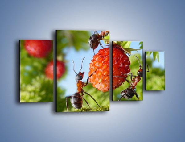 Obraz na płótnie – Mrówki i owoce – czteroczęściowy Z309W4