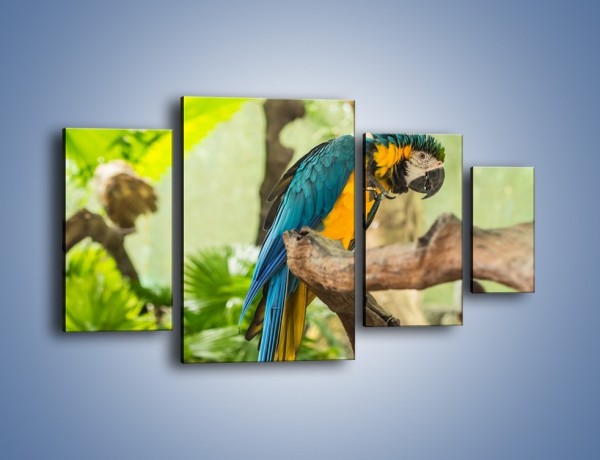 Obraz na płótnie – Zła potargana papuga – czteroczęściowy Z345W4