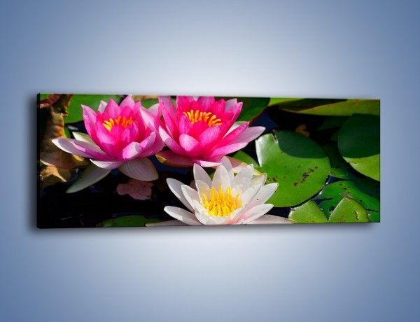 Obraz na płótnie – Pływające kwiaty – jednoczęściowy panoramiczny K392