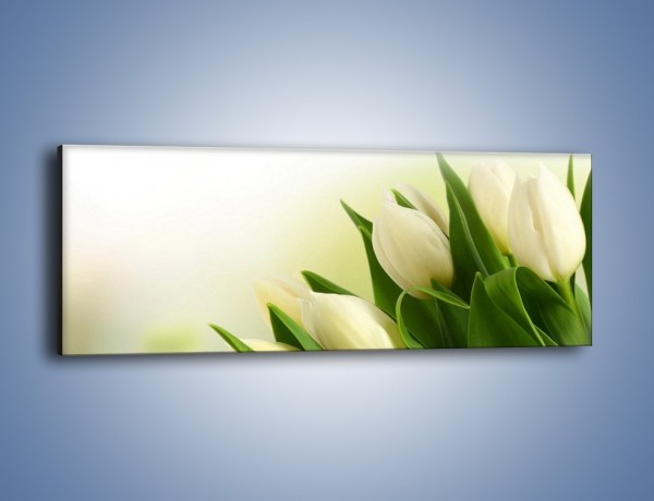 Obraz na płótnie – Białe tulipany na zgodę – jednoczęściowy panoramiczny K400