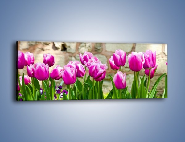 Obraz na płótnie – Tulipany w domowym ogródku – jednoczęściowy panoramiczny K409