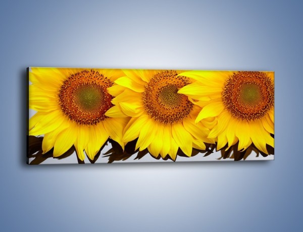 Obraz na płótnie – Najpiękniejsza odsłona słoneczników – jednoczęściowy panoramiczny K416