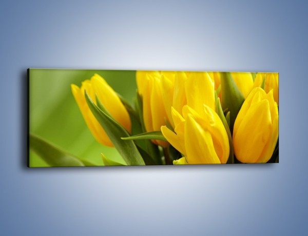 Obraz na płótnie – Słońce schowane w tulipanach – jednoczęściowy panoramiczny K424