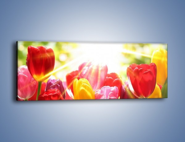 Obraz na płótnie – Bajecznie słoneczne tulipany – jednoczęściowy panoramiczny K428
