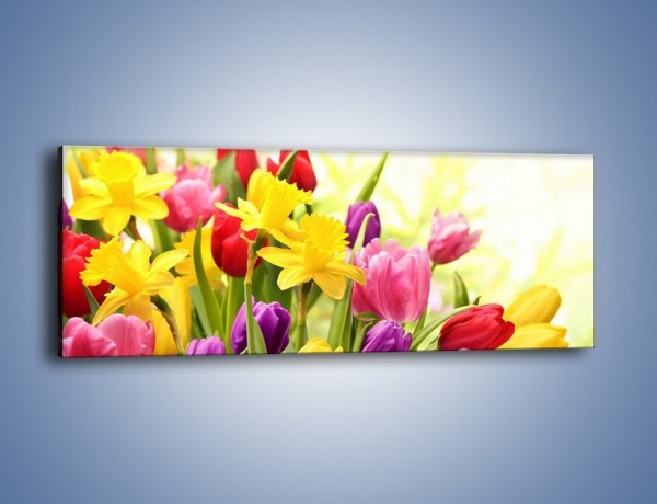Obraz na płótnie – Żonkile wśród tulipanów – jednoczęściowy panoramiczny K430