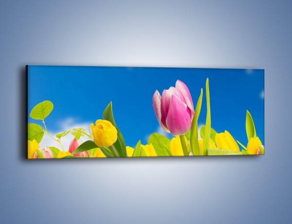 Obraz na płótnie – Kolorowe tulipany w bajkowej oprawie – jednoczęściowy panoramiczny K431