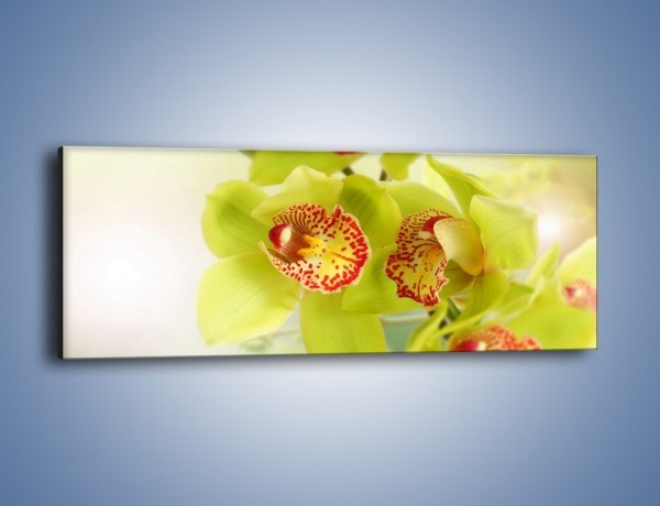 Obraz na płótnie – Limonkowy kwiat – jednoczęściowy panoramiczny K447