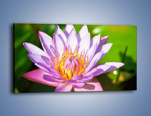 Obraz na płótnie – Wesoły kwiat w słońcu – jednoczęściowy panoramiczny K455