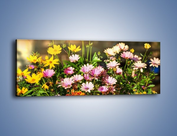 Obraz na płótnie – Polne kwiaty z uśmiechem – jednoczęściowy panoramiczny K456