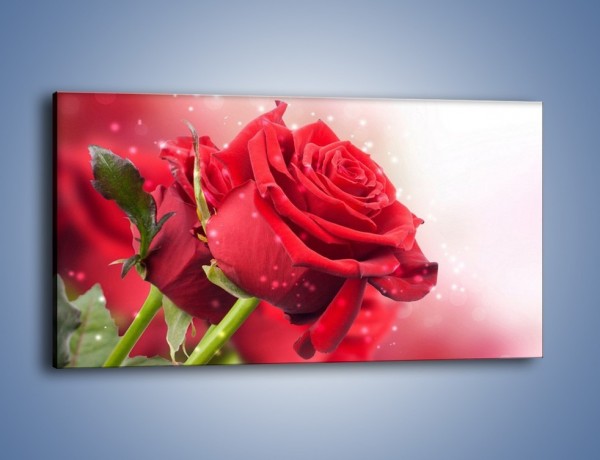 Obraz na płótnie – Róża nie całkiem mokra – jednoczęściowy panoramiczny K500