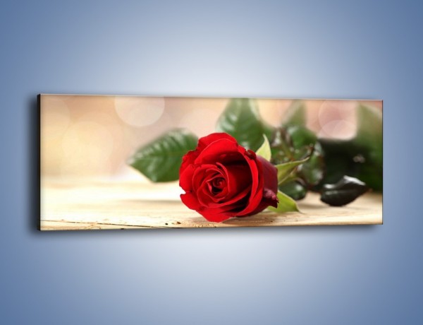Obraz na płótnie – Stęskniona róża – jednoczęściowy panoramiczny K505