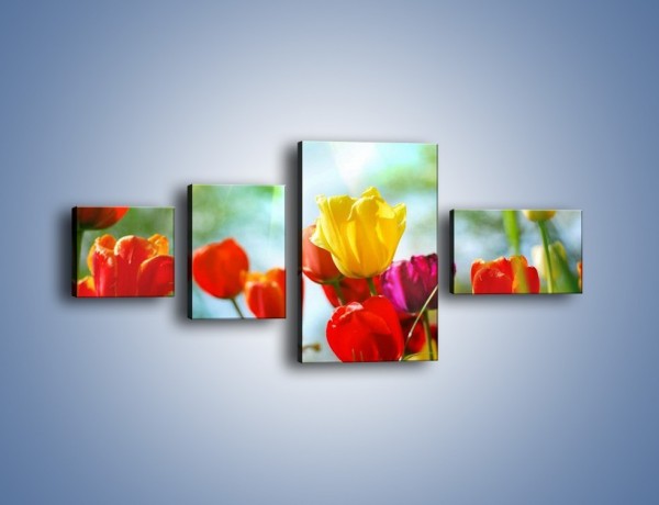 Obraz na płótnie – Pole polskich tulipanów – czteroczęściowy K011W5