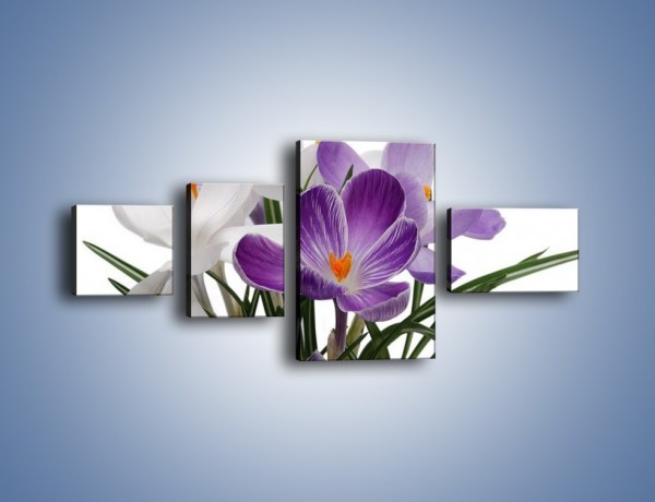 Obraz na płótnie – Biało-fioletowe krokusy – czteroczęściowy K020W5