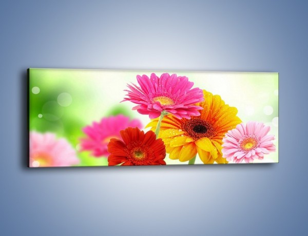 Obraz na płótnie – Małe kolorowe gerberki – jednoczęściowy panoramiczny K511