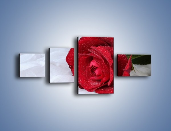 Obraz na płótnie – Bordowa róża na białej pościeli – czteroczęściowy K1023W5