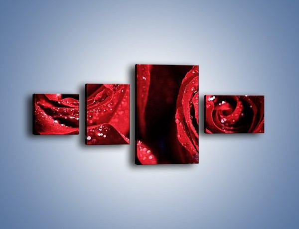 Obraz na płótnie – Róża czerwona jak wino – czteroczęściowy K170W5