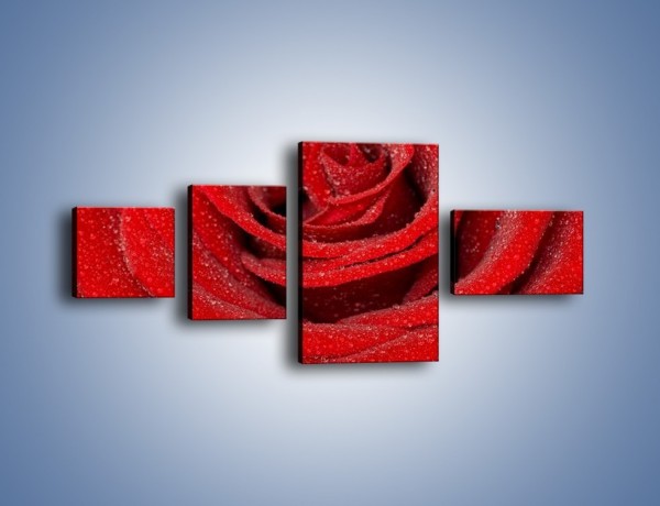 Obraz na płótnie – Czerwona moc w róży – czteroczęściowy K171W5