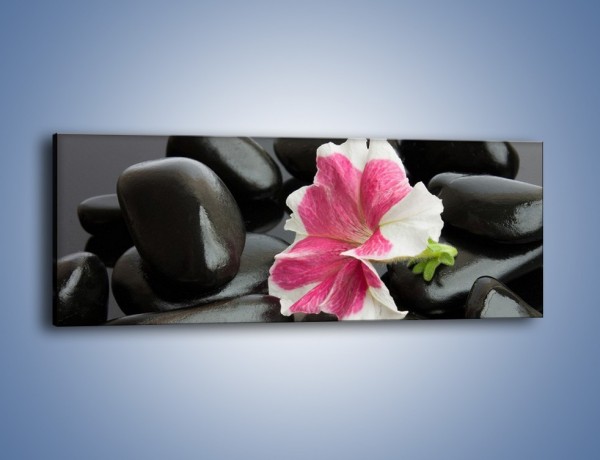 Obraz na płótnie – Kwiat zakopany w kamieniach – jednoczęściowy panoramiczny K521
