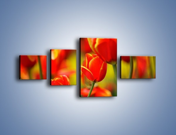 Obraz na płótnie – Wyraźny charakter tulipanów – czteroczęściowy K349W5