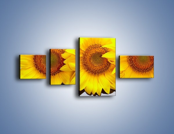 Obraz na płótnie – Najpiękniejsza odsłona słoneczników – czteroczęściowy K416W5