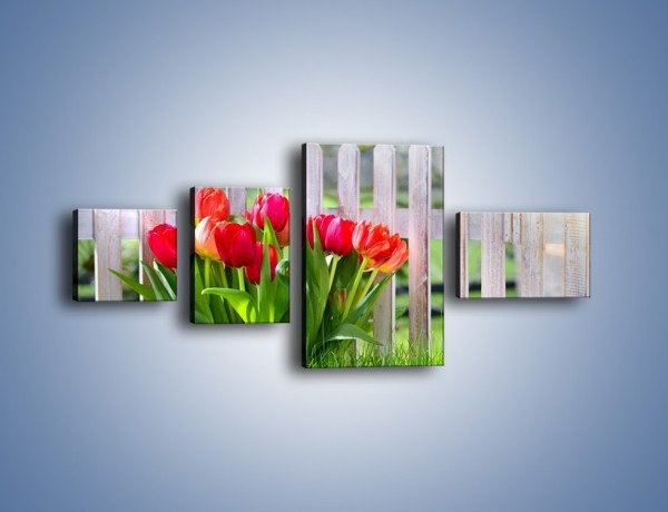 Obraz na płótnie – Tulipanki przy płocie – czteroczęściowy K554W5