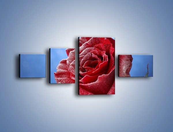 Obraz na płótnie – Róża w chłodne dni – czteroczęściowy K597W5