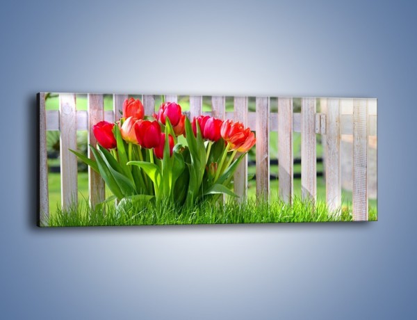 Obraz na płótnie – Tulipanki przy płocie – jednoczęściowy panoramiczny K554