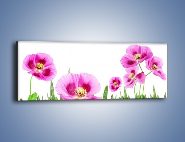 Obraz na płótnie – Maki w kolorze fioletu – jednoczęściowy panoramiczny K571