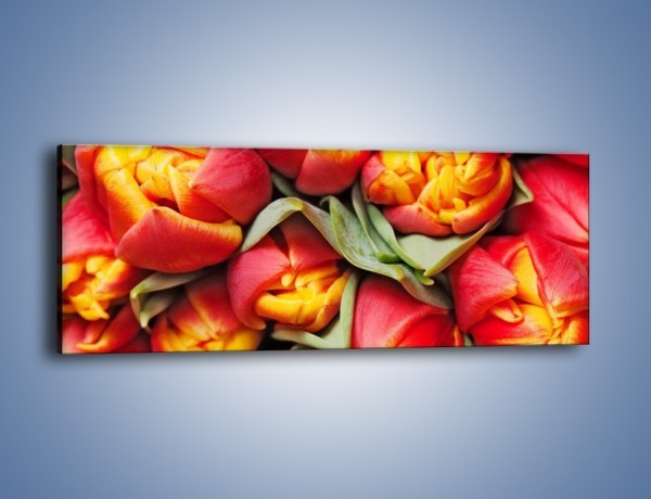 Obraz na płótnie – Tulipany papuzie – jednoczęściowy panoramiczny K573