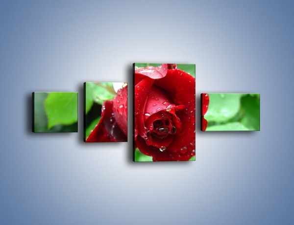 Obraz na płótnie – Zdrowa róża w ogrodzie – czteroczęściowy K875W5